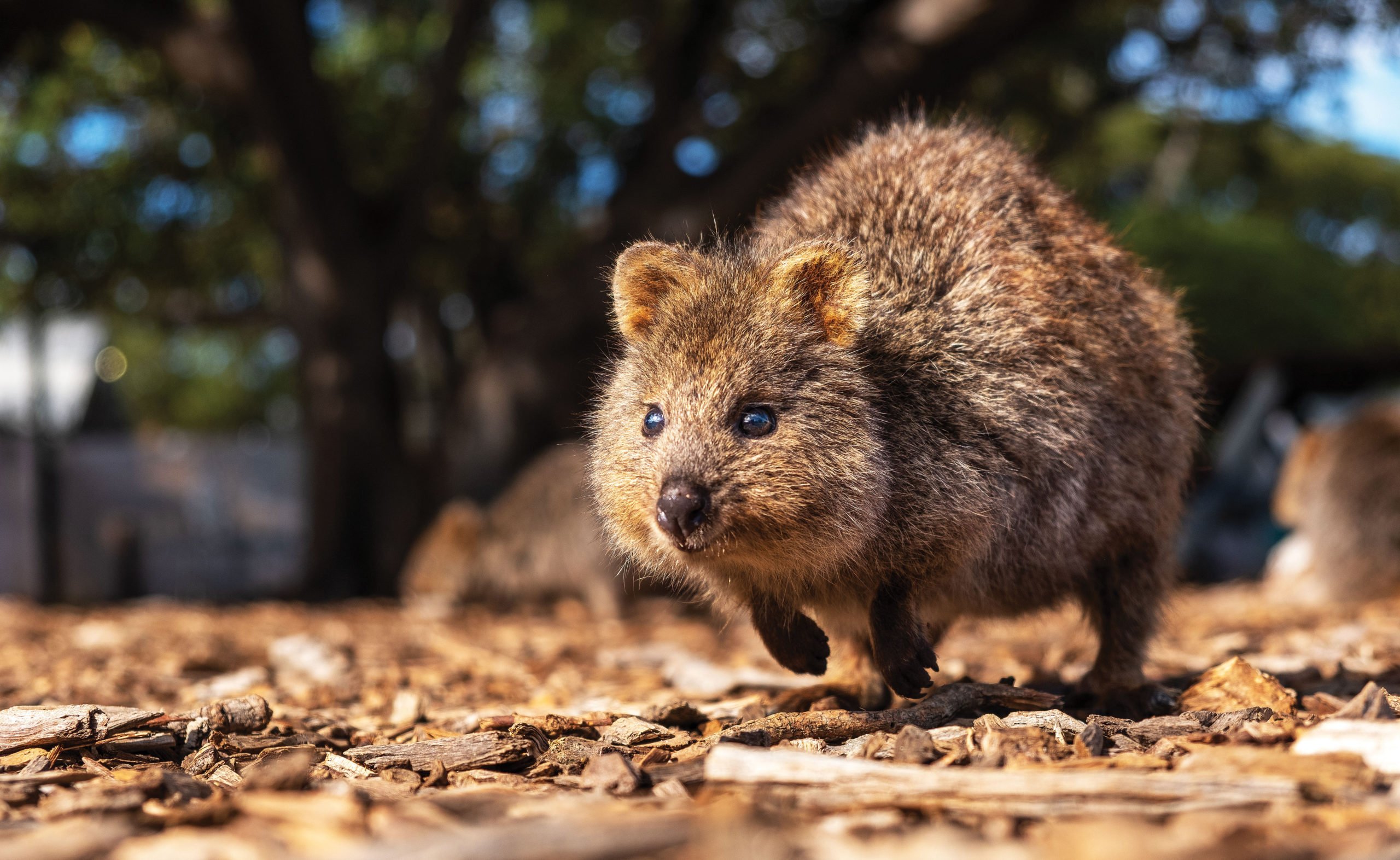 Quokkas: why we need to look beyond the smile - Australian Geographic
