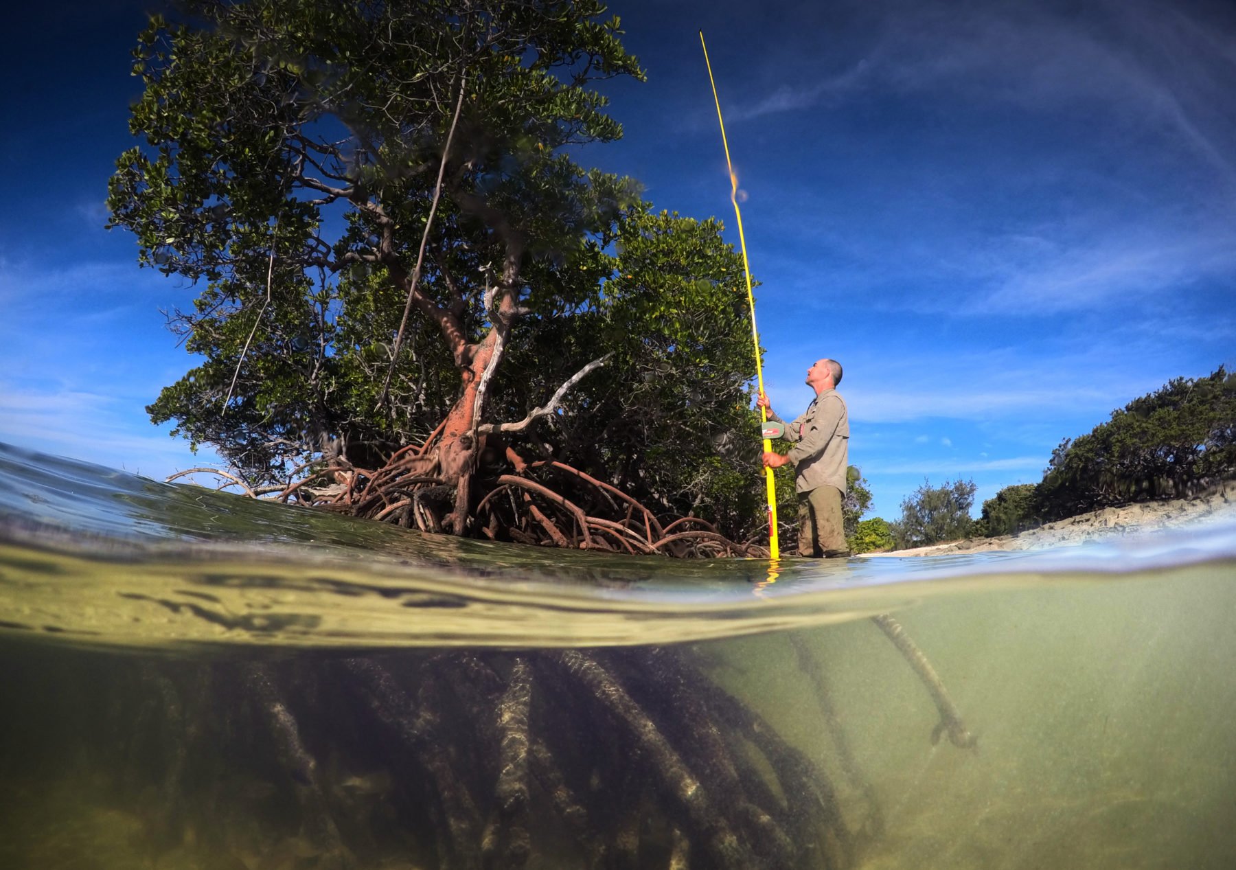 Dr Jeff Kelleway from the School of Earth, Atmospheric and Life Sciences at the University of Wollongong takes mangrove height readings while on a research trip to the Howick Group.