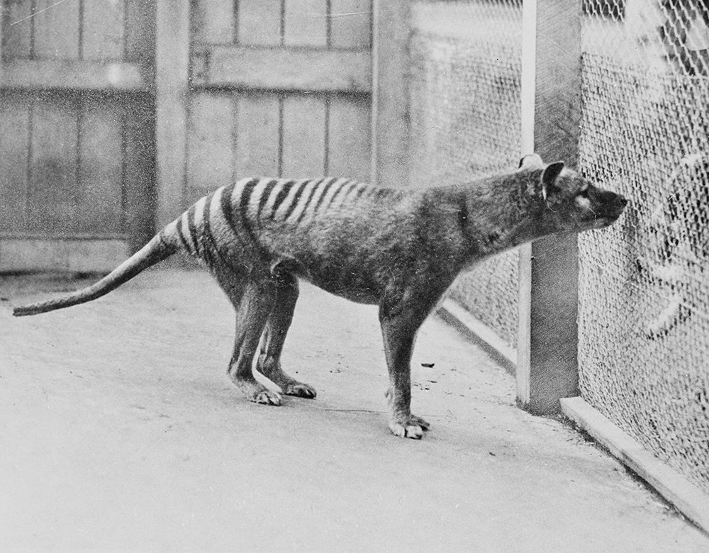 Tasmanian tiger - Australian Geographic