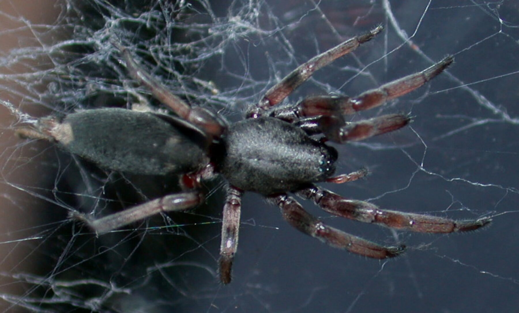 A white-tailed spider in a web