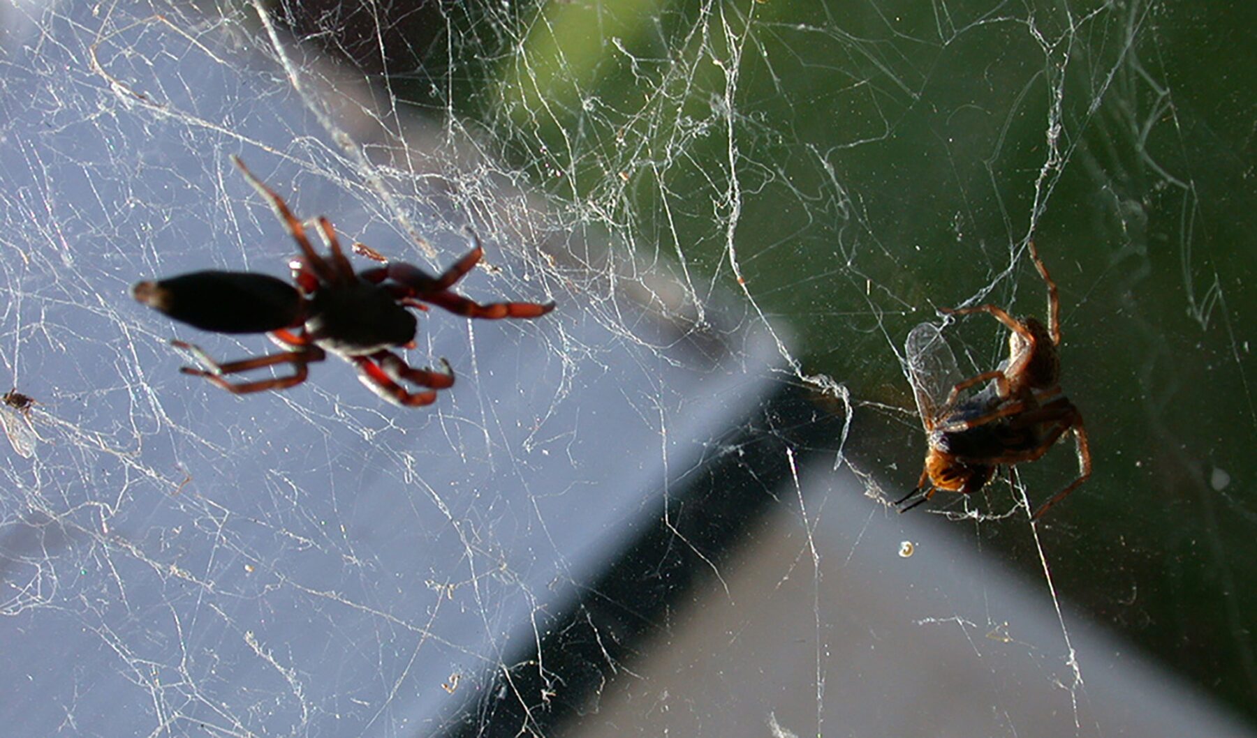 A white-tailed spider approaching another white-tailed spider in a web