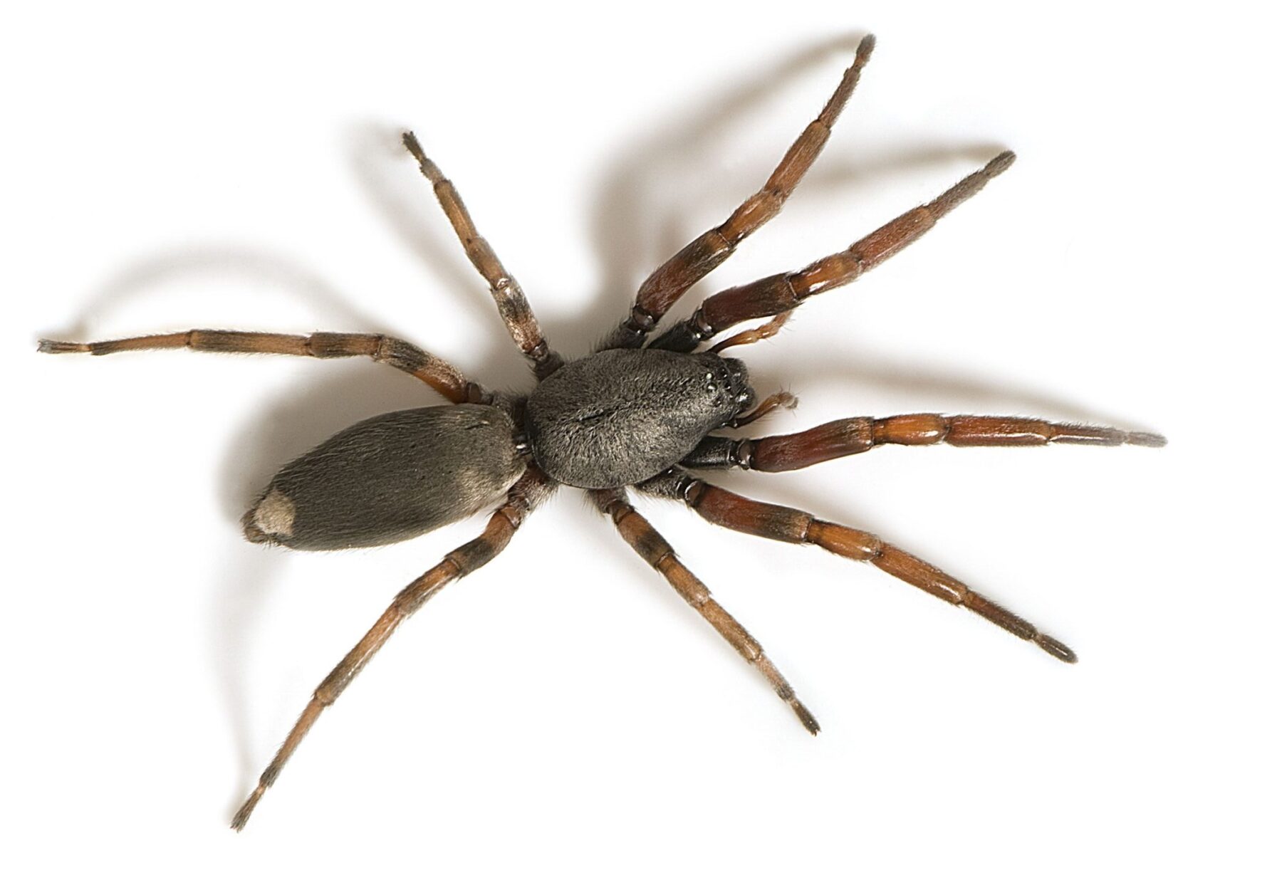 A white-tailed spider on a white background