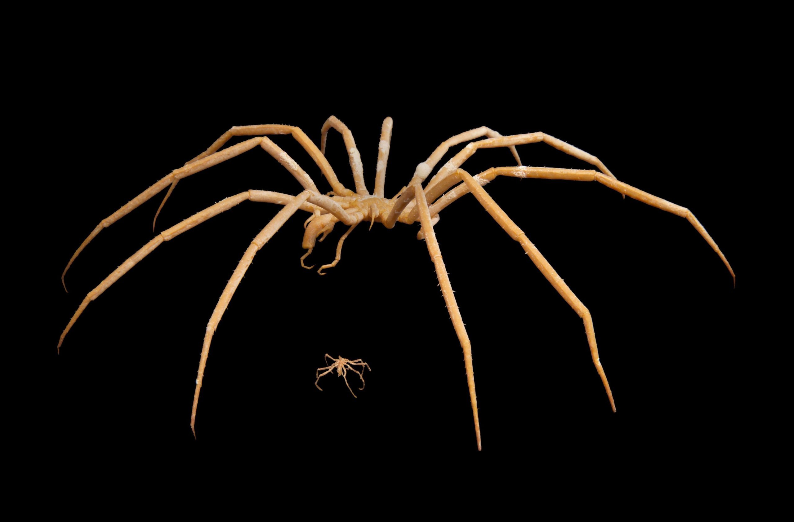 Heck no: the giant Antarctic sea spider - Australian Geographic
