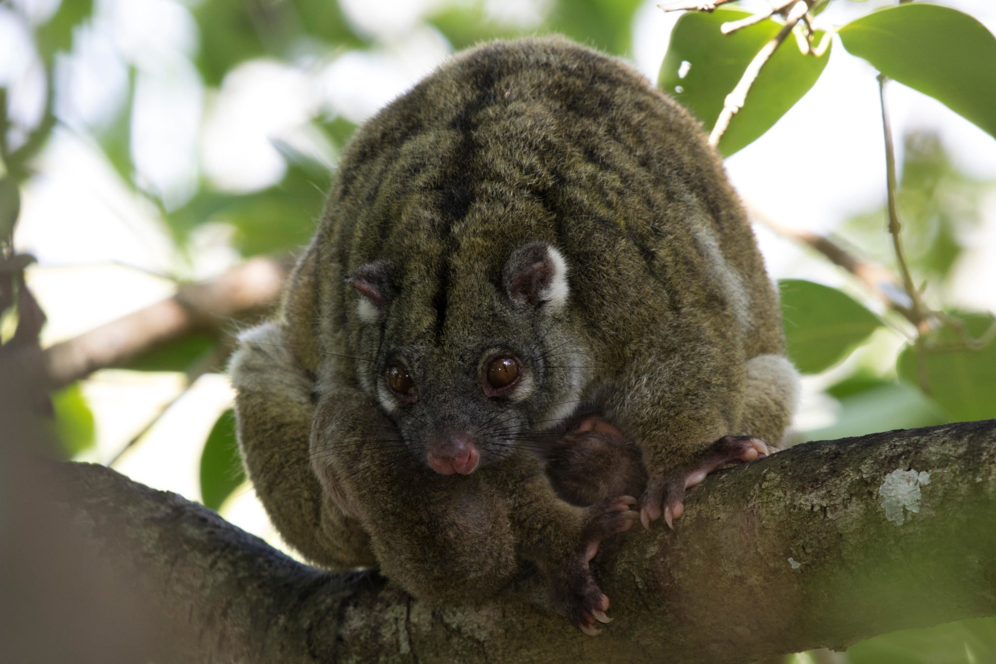 The green ringtail possum is chonky Australian Geographic