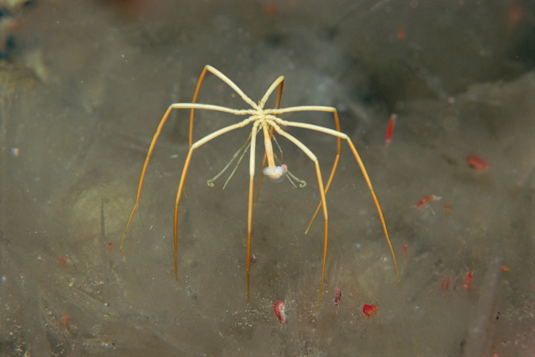 Scientists name new large spider species
