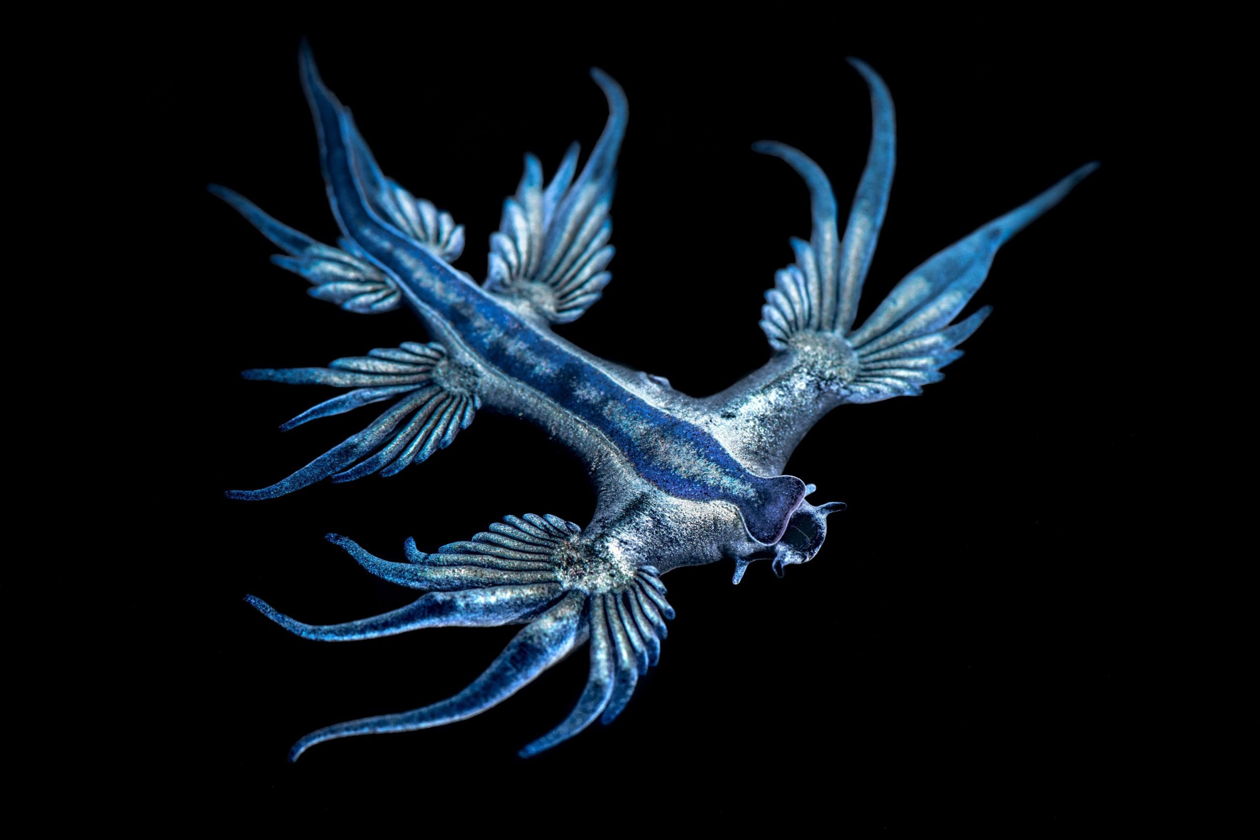 Glaucus Atlanticus Pet