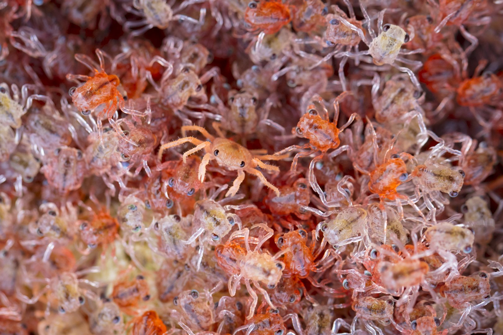 In pictures: red crab baby boom on Christmas Island - Australian Geographic