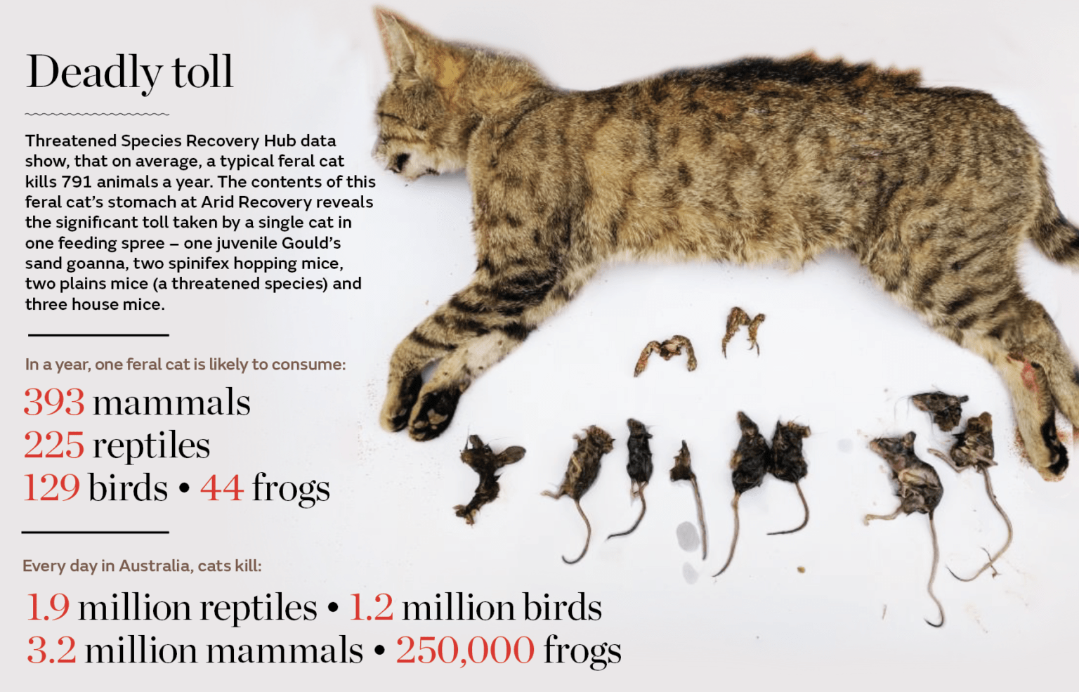 "A diabolical problem needing radical answers" when cats are not so