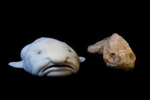 This Blobfish Is the World's Ugliest Animal, blob fish under