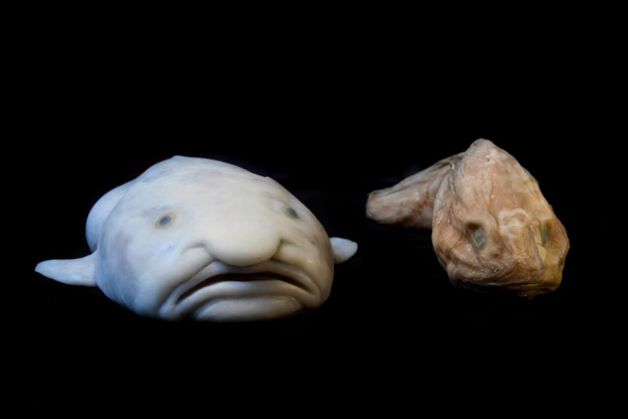 You May Not Want To Look: Blobfish Named 'Ugliest Animal' : The Two-Way :  NPR