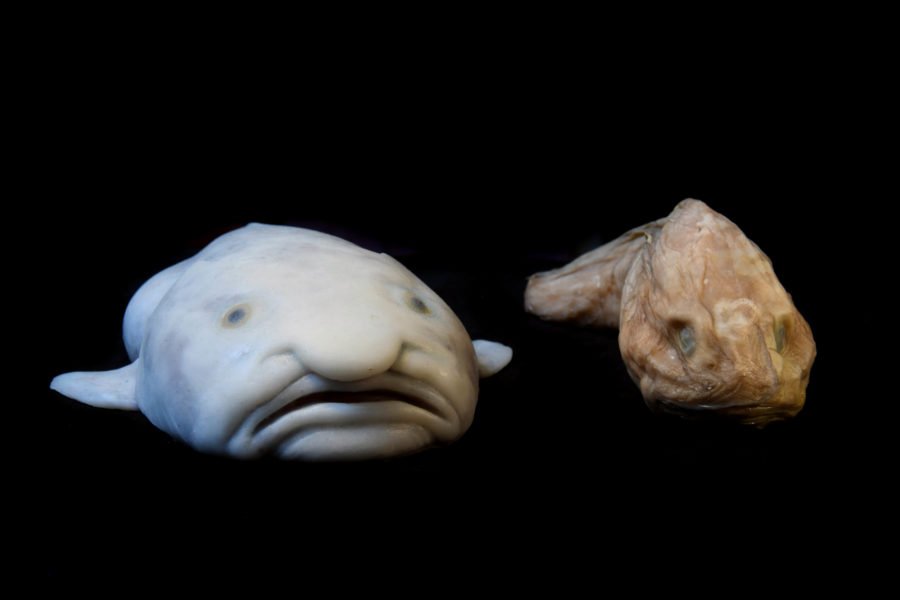 How a Blobfish (a Deep Sea Fish) Looks with and without the