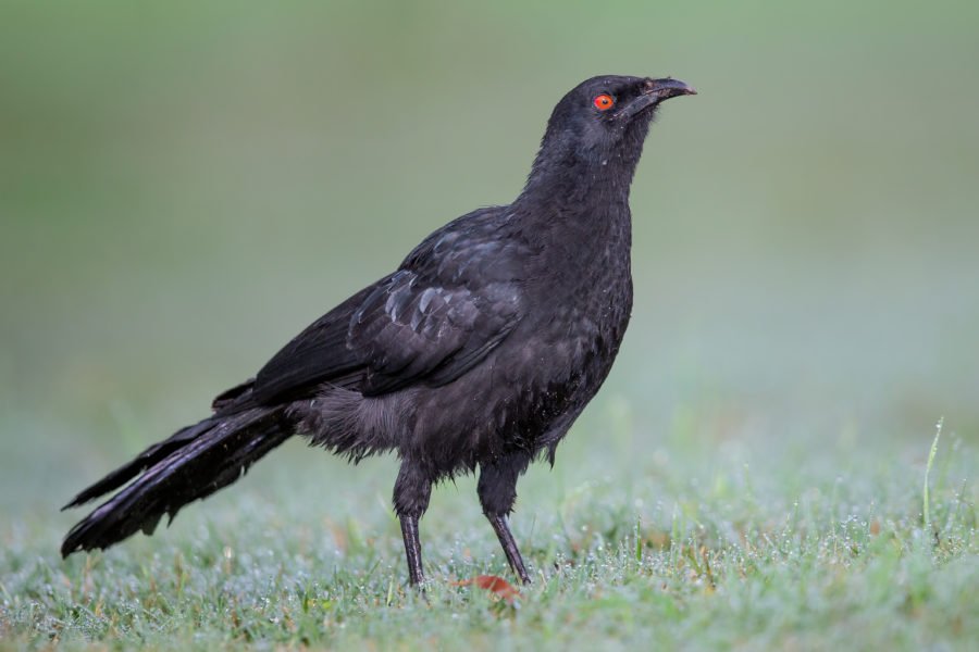 SPEAKING OF NATURE: The appeal of a white body with black wings