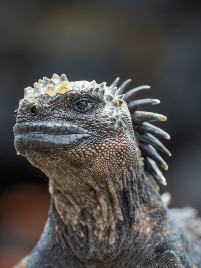 Image for article: A day in the life of a Galapagos marine iguana