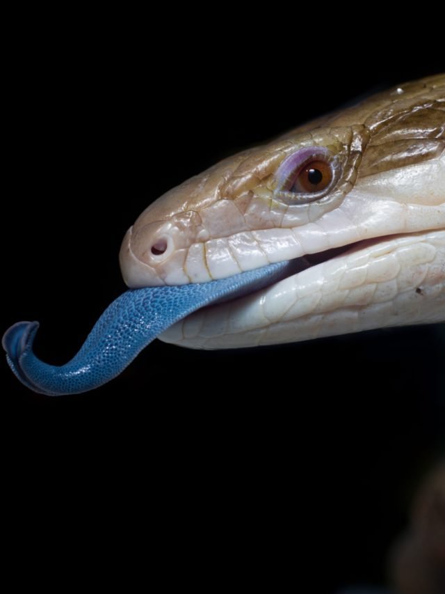 Image for article: Blue-tongue lizards: facts you may not know
