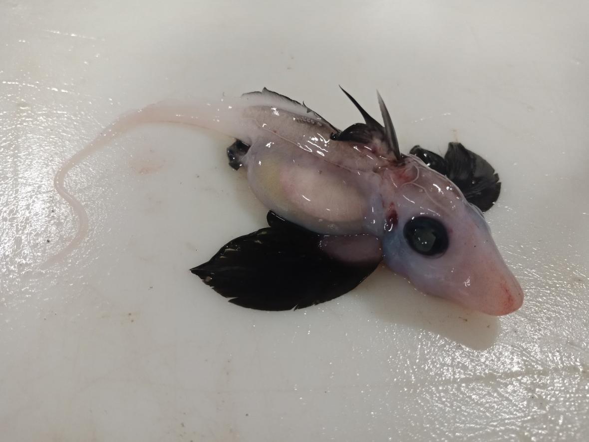 A baby blob fish for all of you baby animal lovers!
