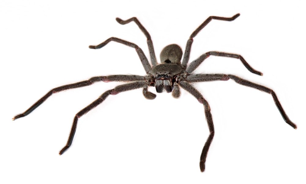 Huntsman spider Australian Geographic