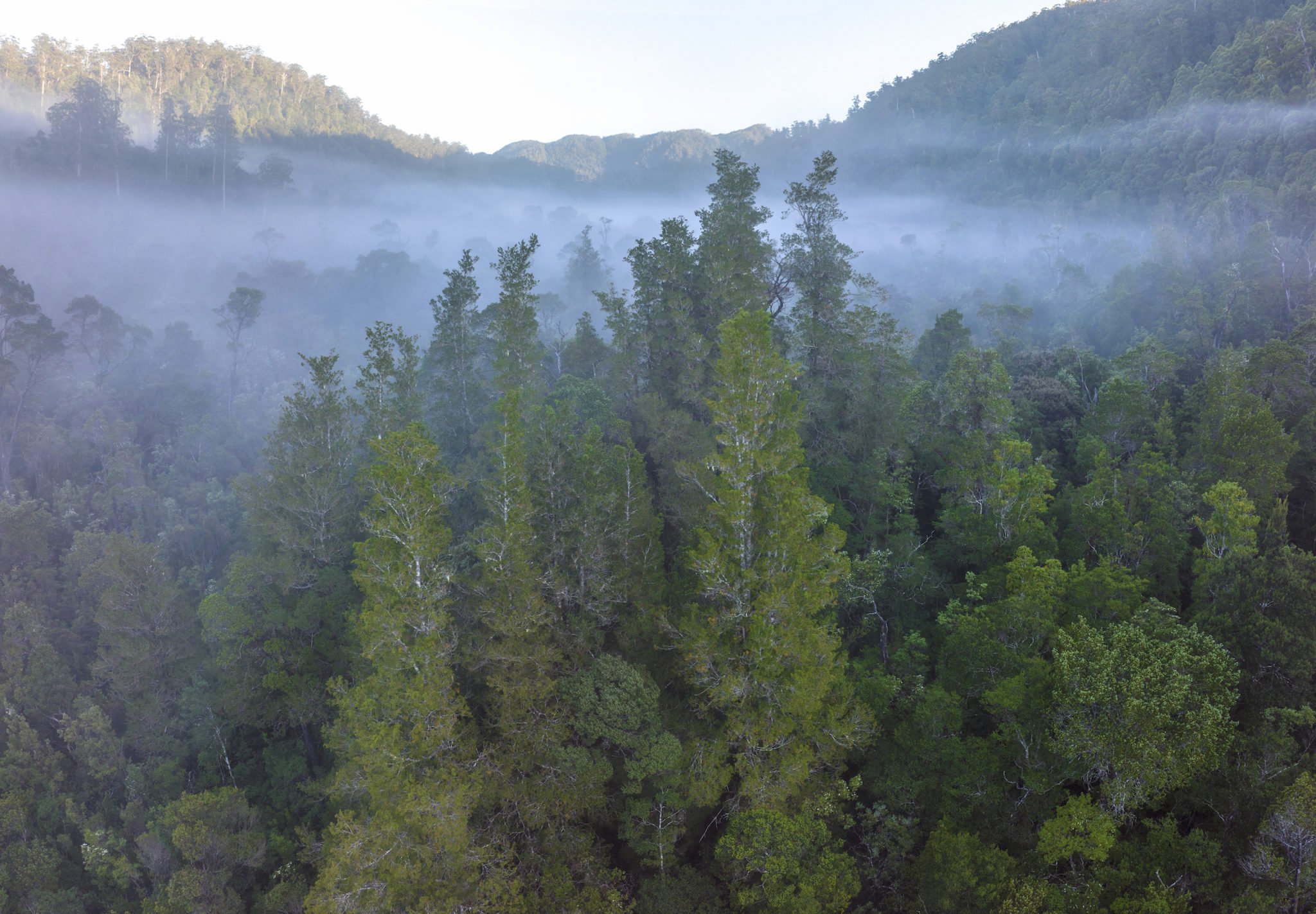 Treasure in the trees ancient stand of Huon pines 'discovered