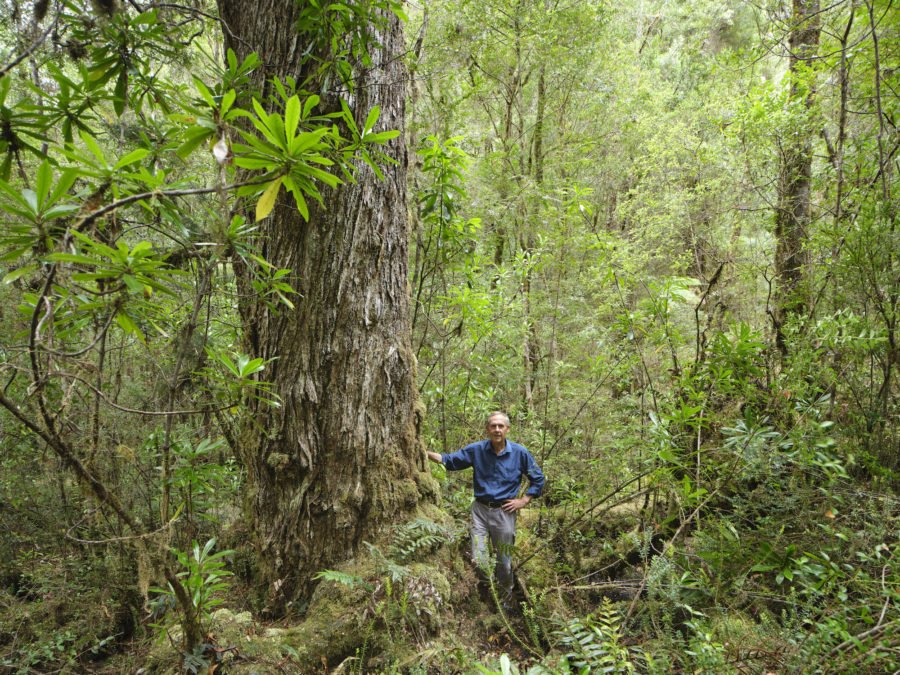 Treasure in the trees ancient stand of Huon pines 'discovered
