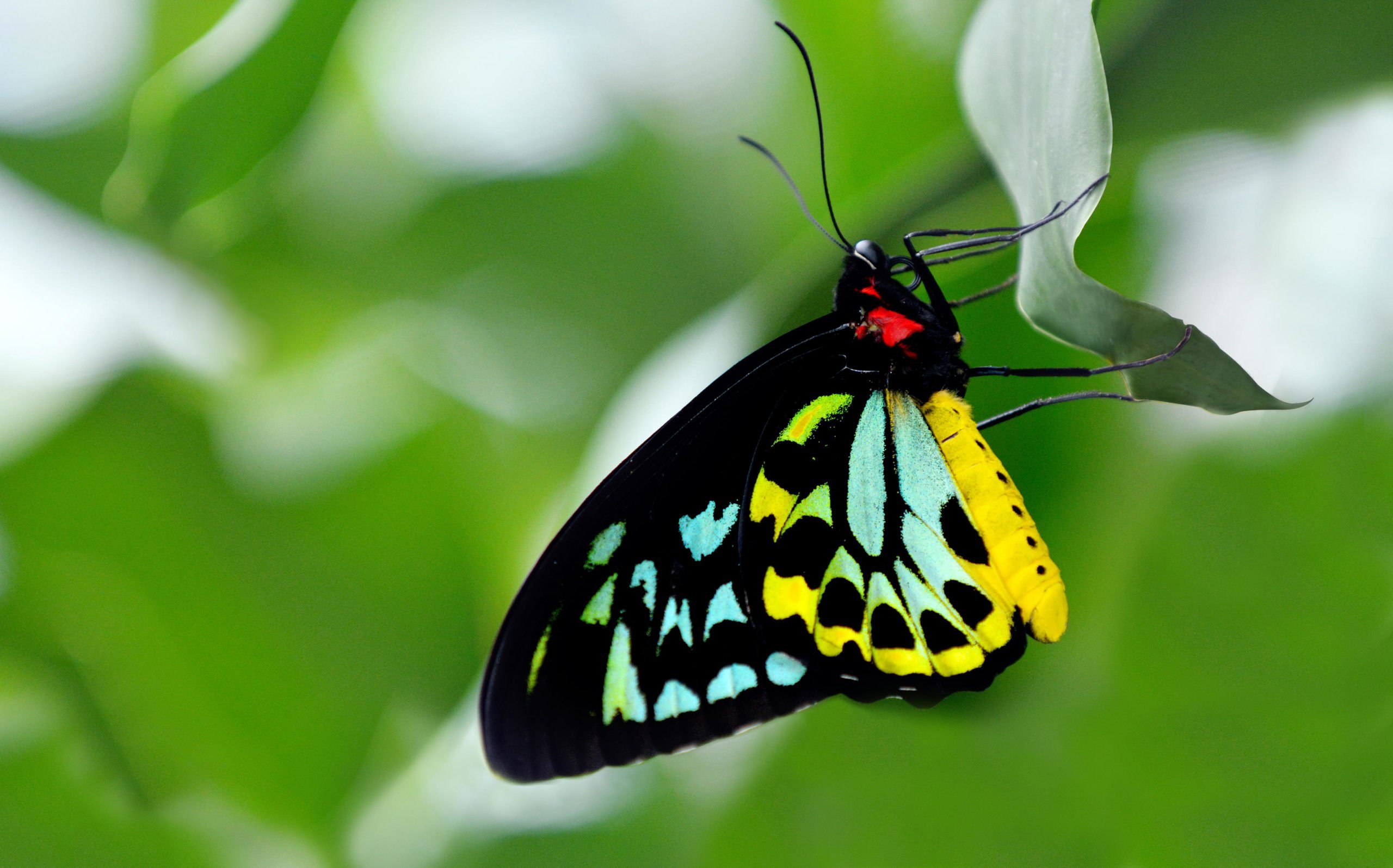 Australia's biggest butterfly is fooled by toxic plants ...
