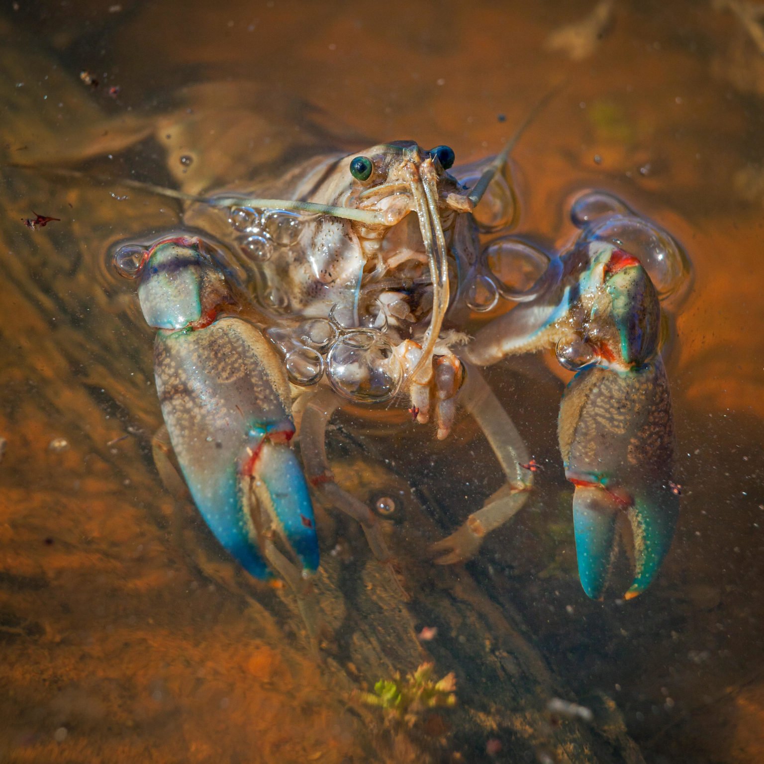 Am I not pretty enough? Let's give the good old yabby some love ...