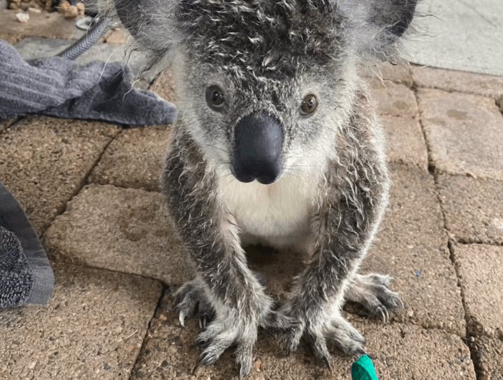 A koala joey was found drenched and trembling near the edge of the Brisbane River.