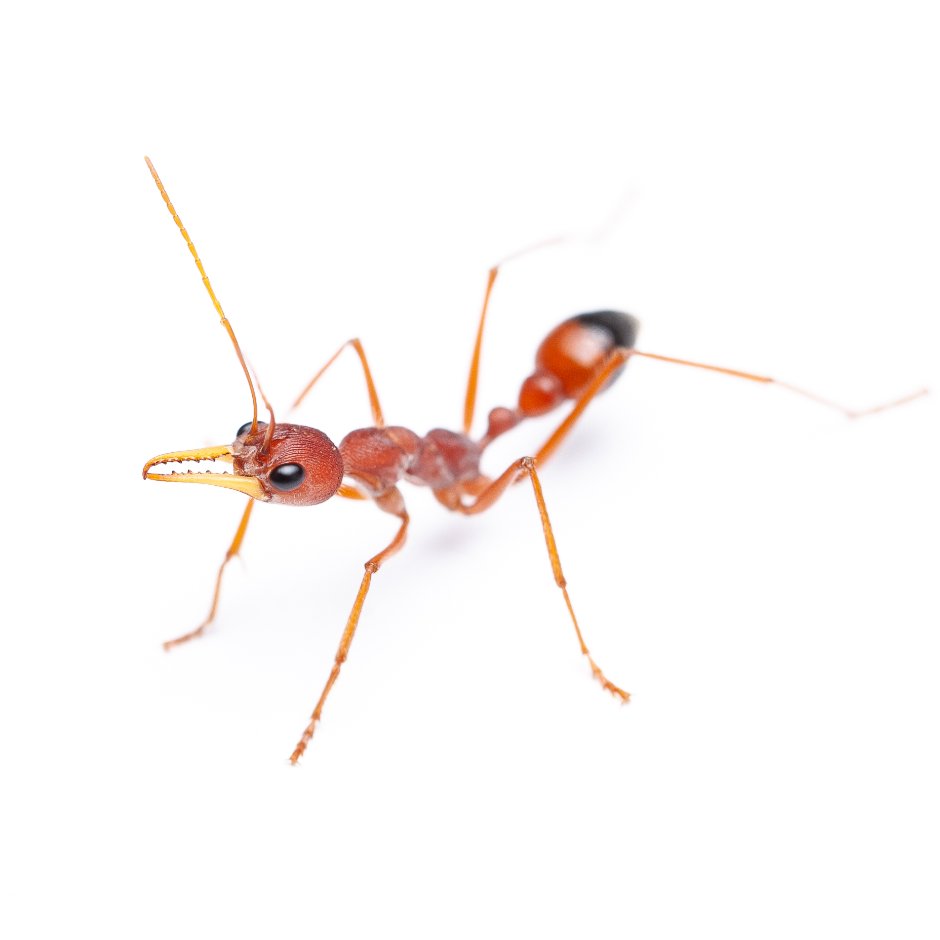 are bulldog ants the only australian ant species