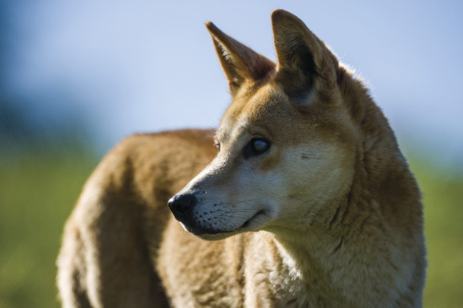 The dingo: a native species in the crosshairs