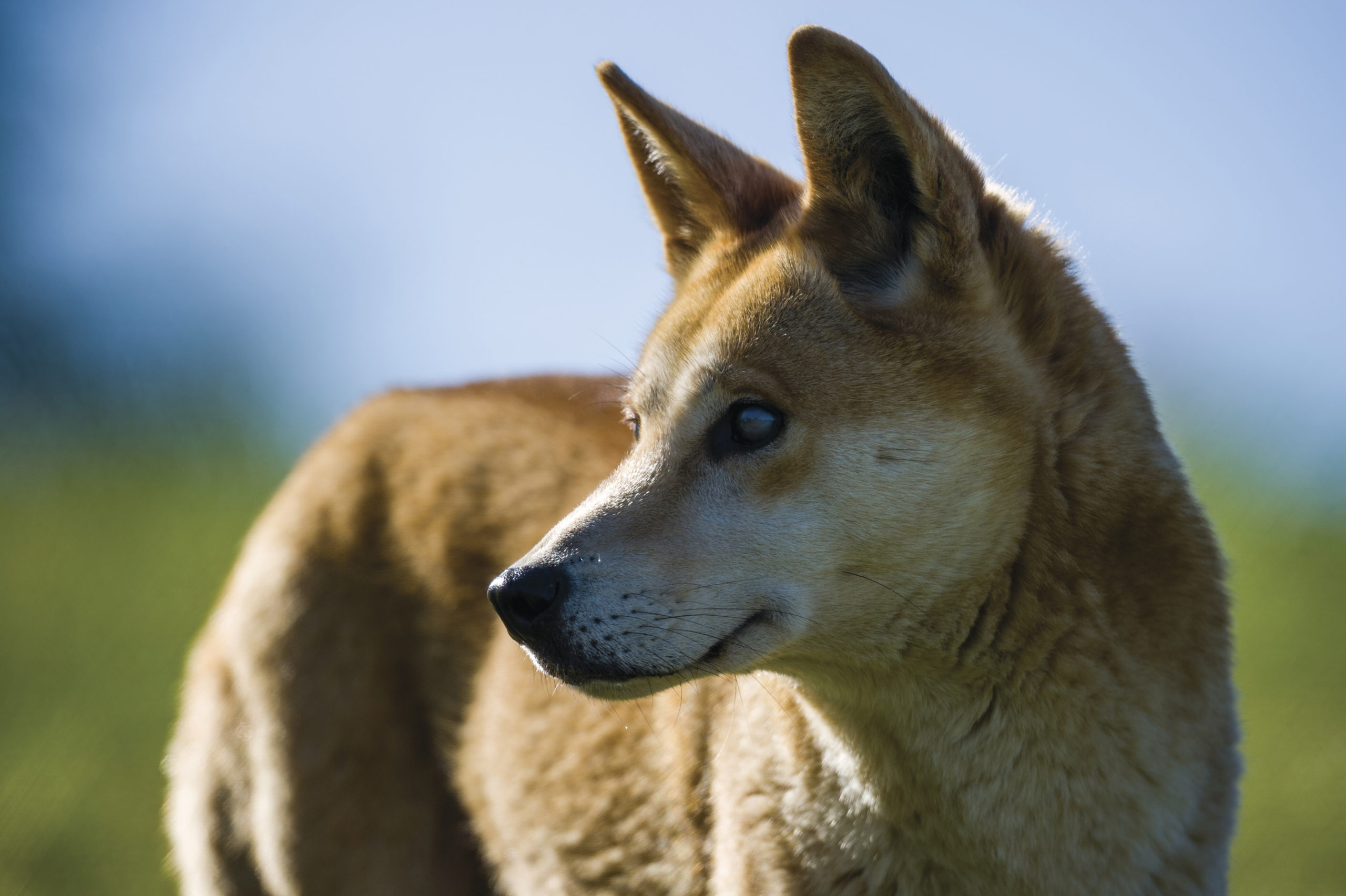 New ID for Dingoes  The Scientist Magazine®