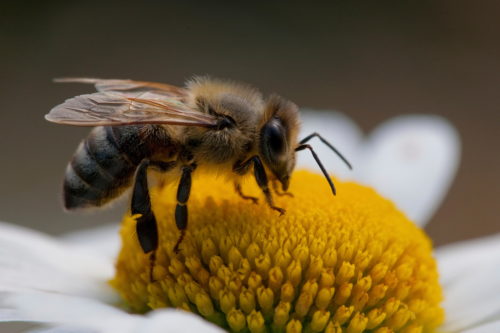 The European honey bee