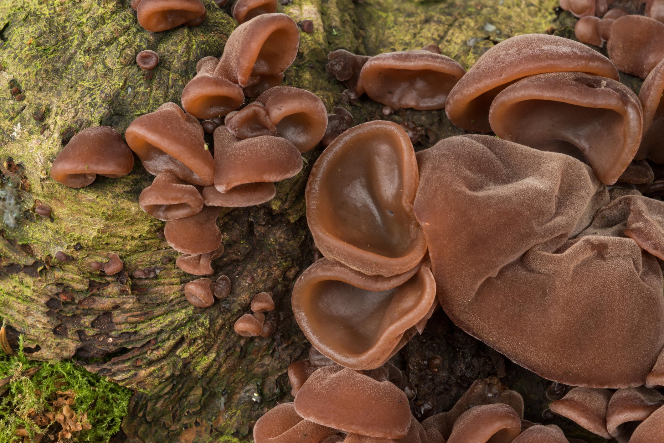 Bizarre mushrooms give Australian forests an otherworldly vibe Australian Geographic