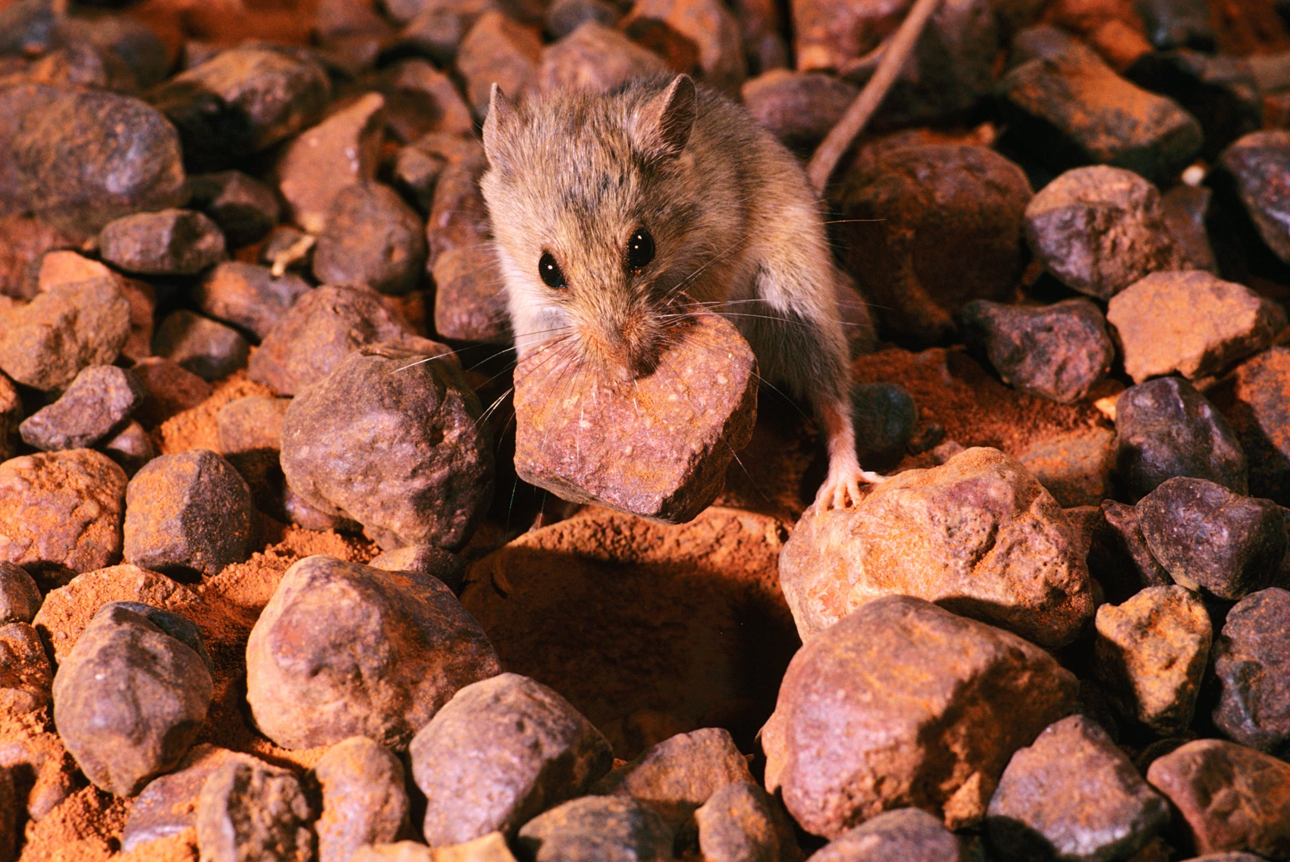 Western Pebble-mound Mouse (Pseudomys chapmani) with pebble in jaw to build mound home, northwestern Australia.