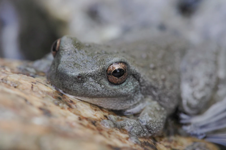 spotted tree frog Archives - Australian Geographic