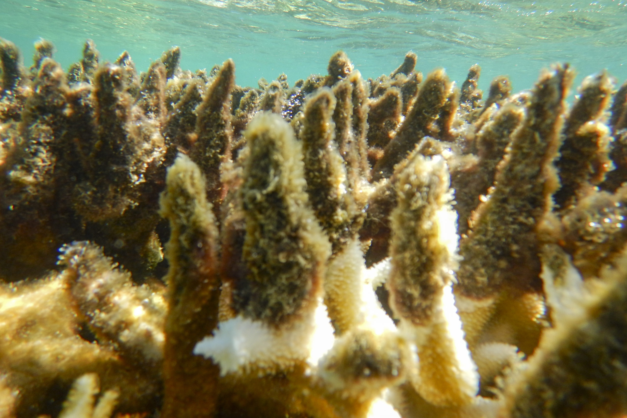 Great Barrier Reef 91 of reefs surveyed affected by coral bleaching