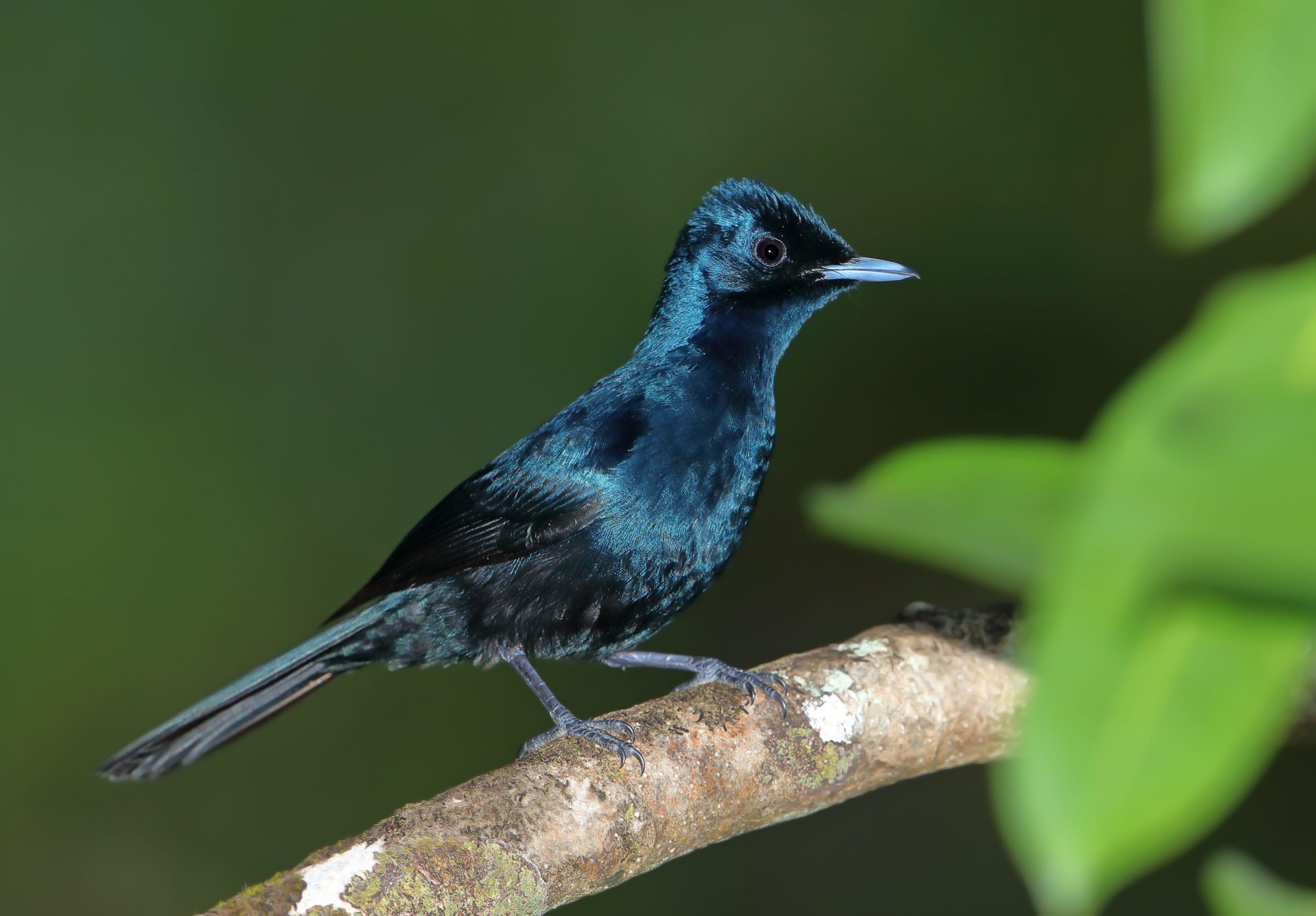 The shining flycatcher almost doesn’t look real