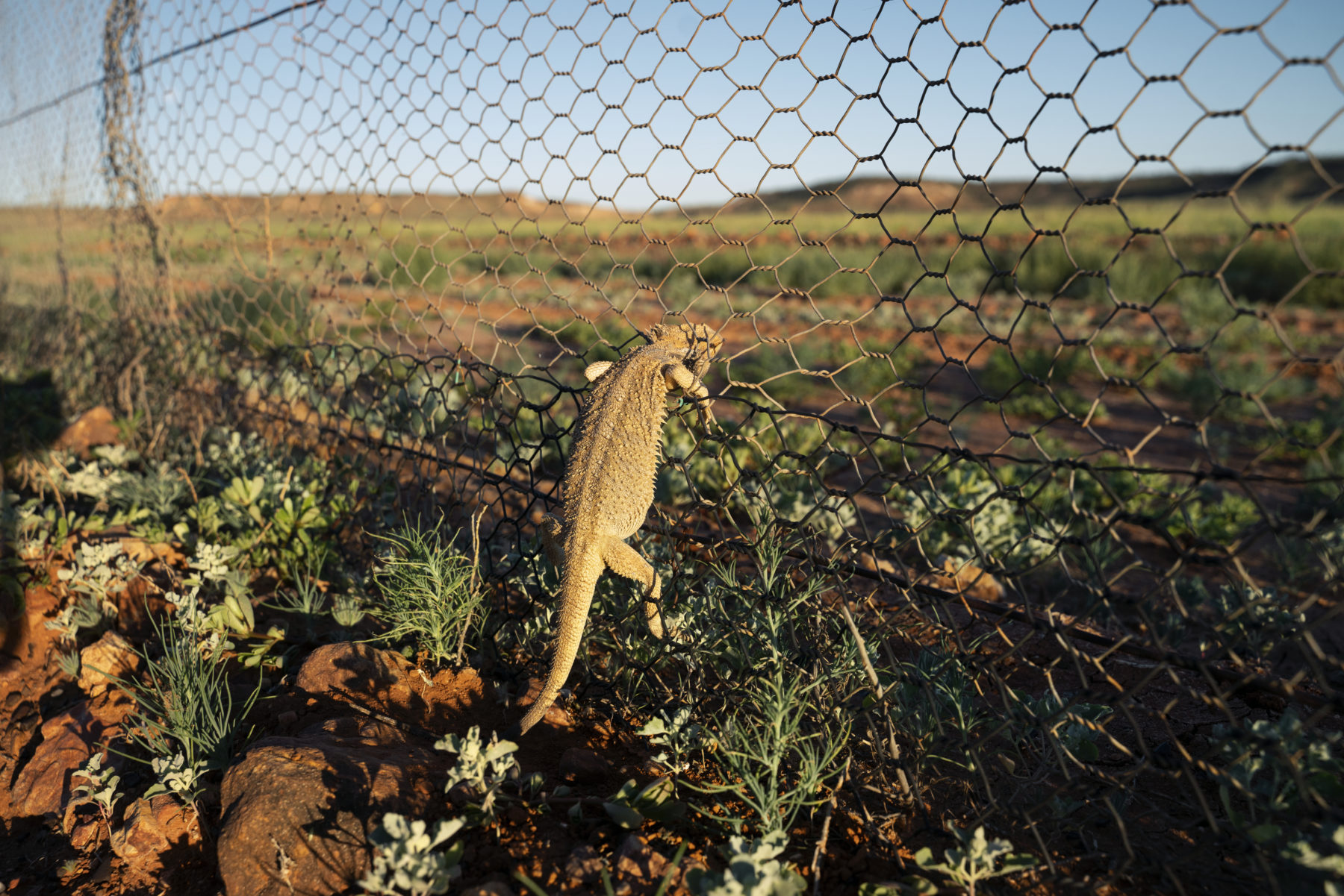 The Unexpected Result of Australia's Dingo Fence - JSTOR Daily