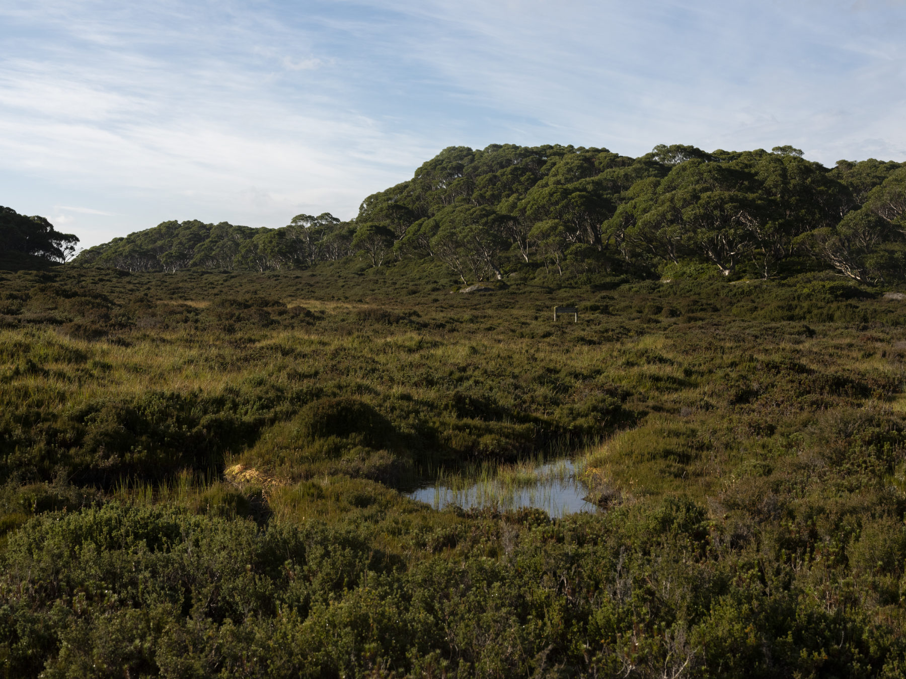 Frog in a bog Australian Geographic Frog in a bog Australian Geographic