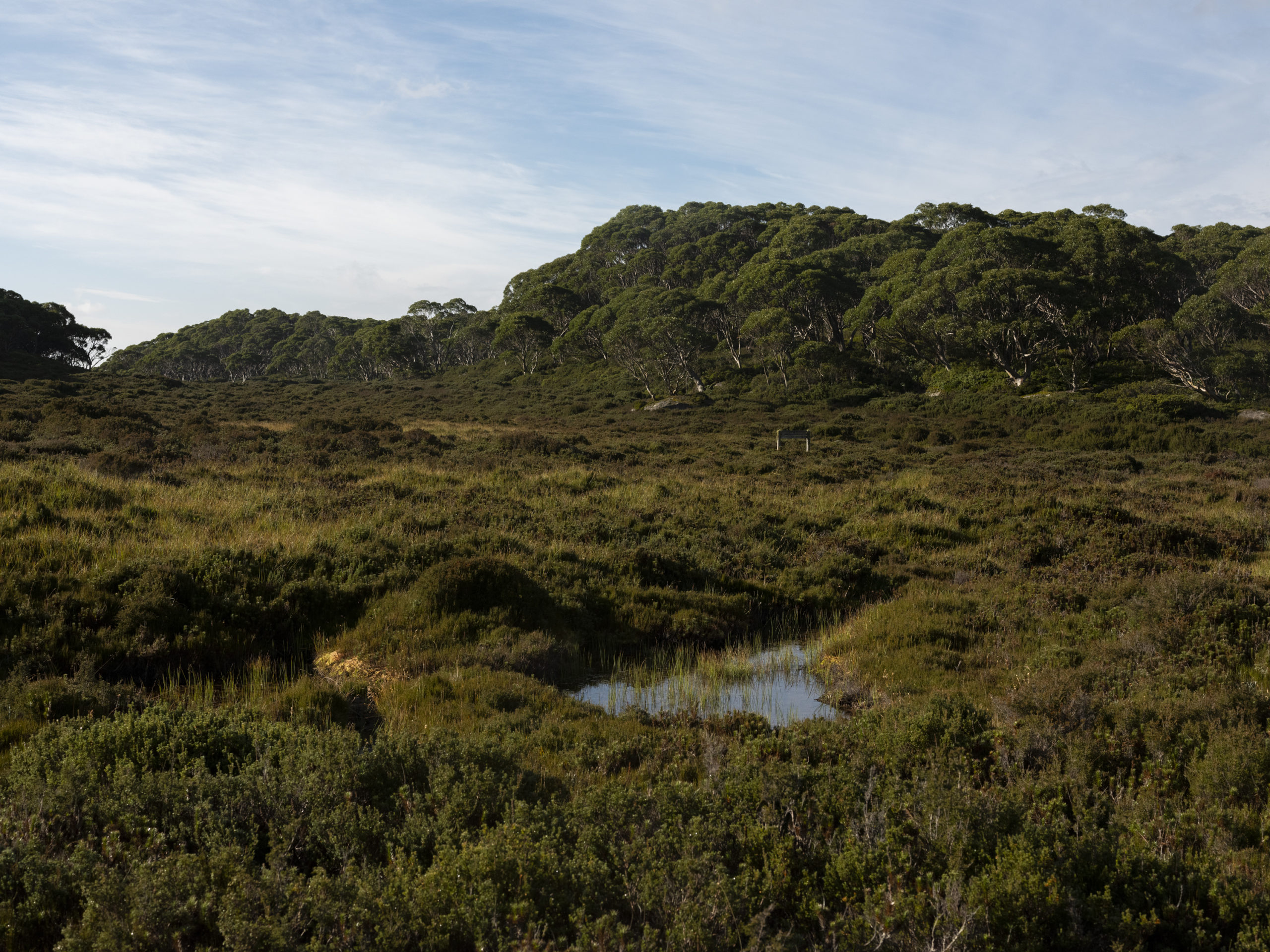 Bogs are beautiful - Australian Geographic