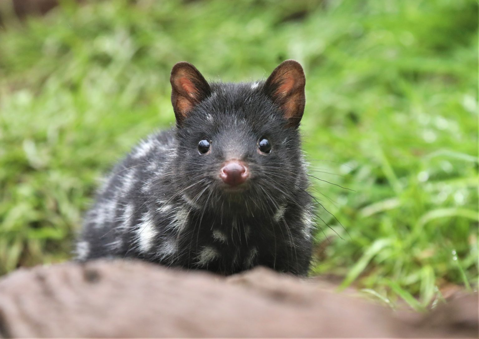 Largest ever 50 eastern quolls released back into the wild on mainland