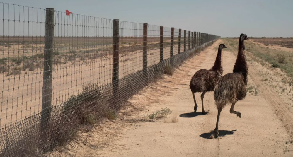 Dingo culling a sanctioned killing of native animals Australian