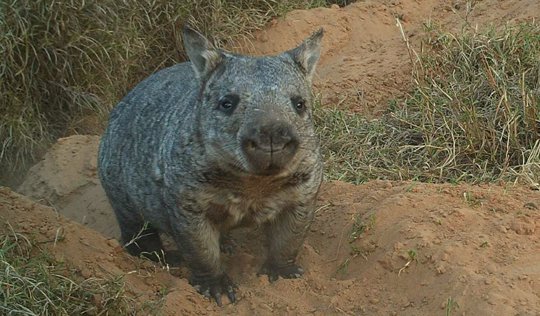 Helping our northern hairy-nosed wombat back from the brink of extinction -  Australian Geographic