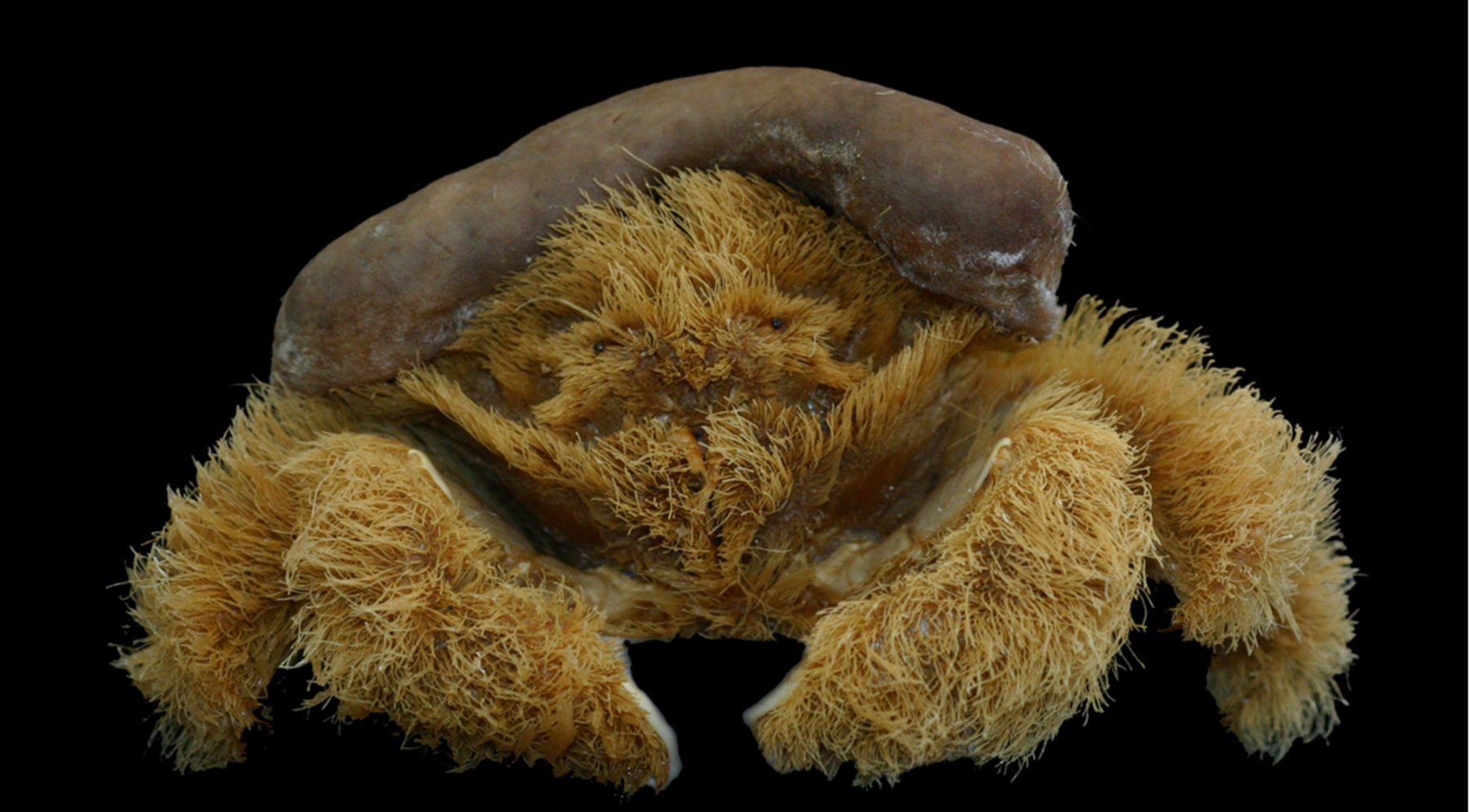 This fluffy crab is giving us life Australian Geographic