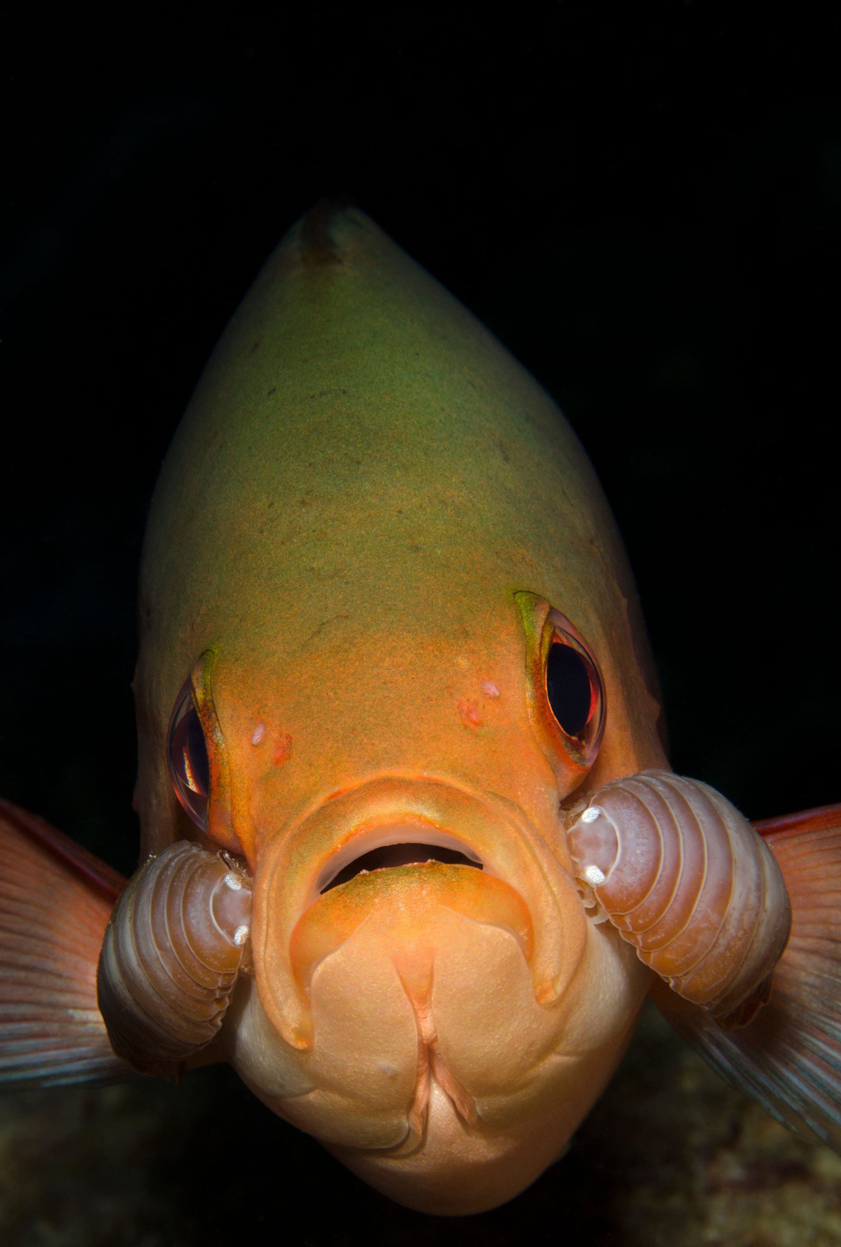The tongueeating louse is here to ruin everyone’s day Australian