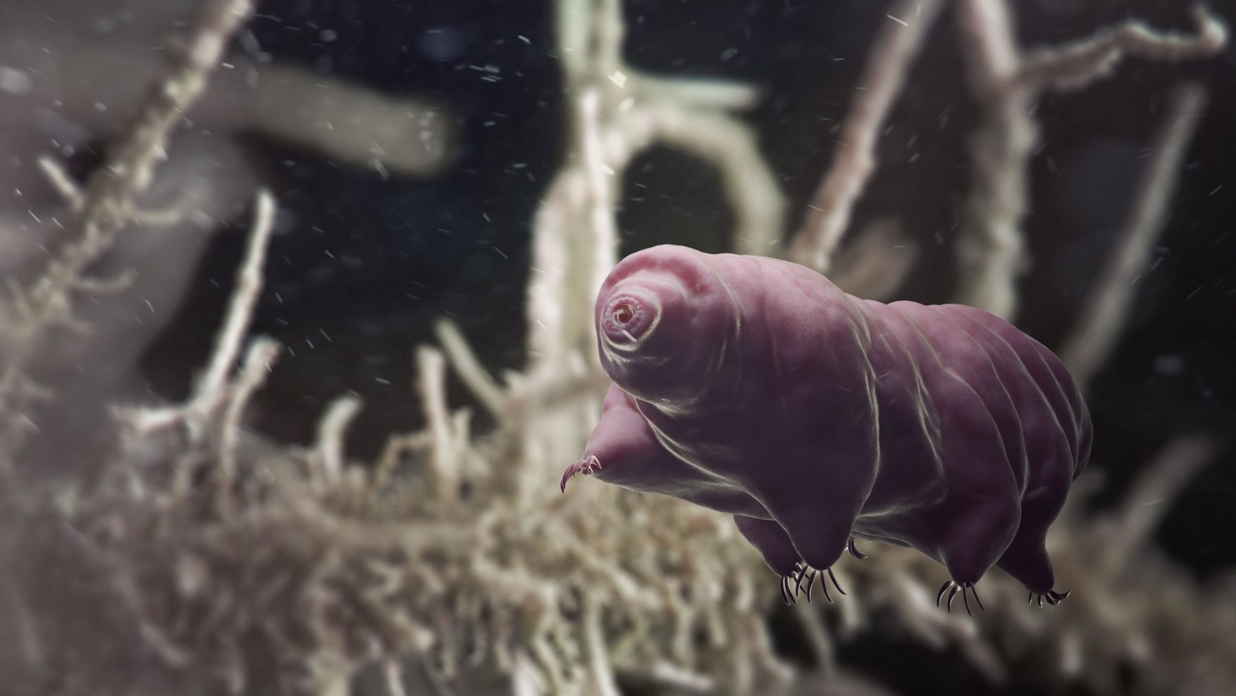 You never know where a water bear might be lurking Australian