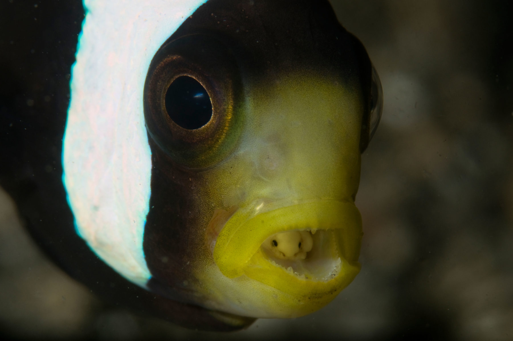 Saddleback anemonefish, Amphiprion polymnus, and tongue-biter isopod parasite, Cymothoa exigua.
