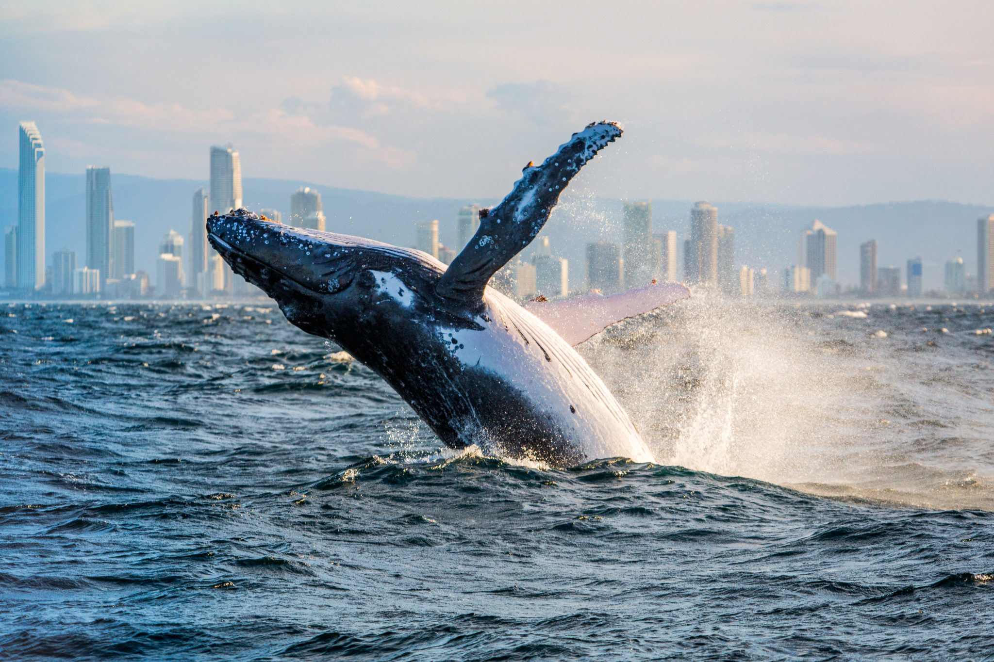 Fluking it on the Gold Coast Australian Geographic