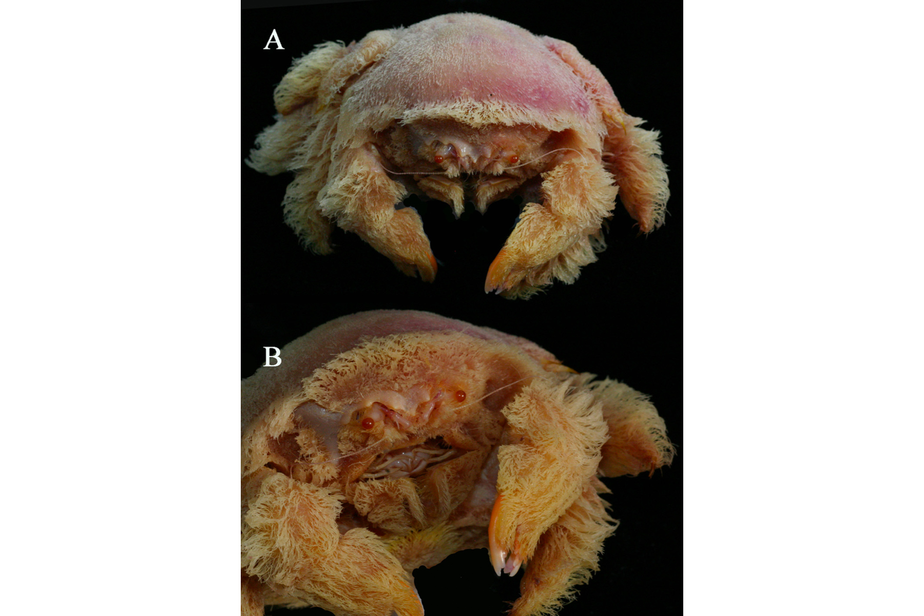 Sponge crab (Lamarckdromia excavata)