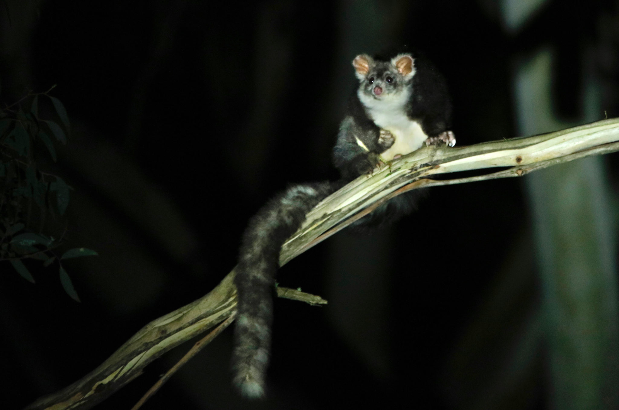 Greater gliders left out on a limb Australian Geographic