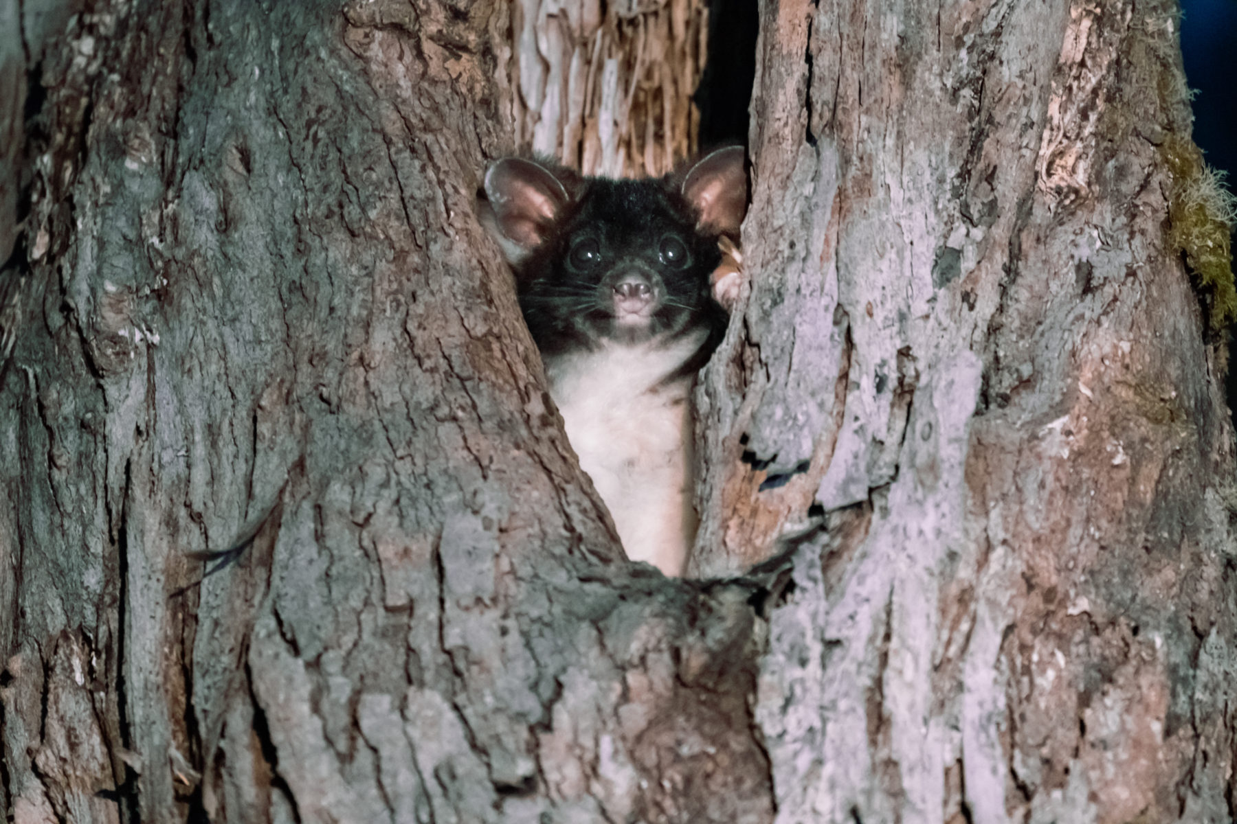 Greater gliders left out on a limb Australian Geographic