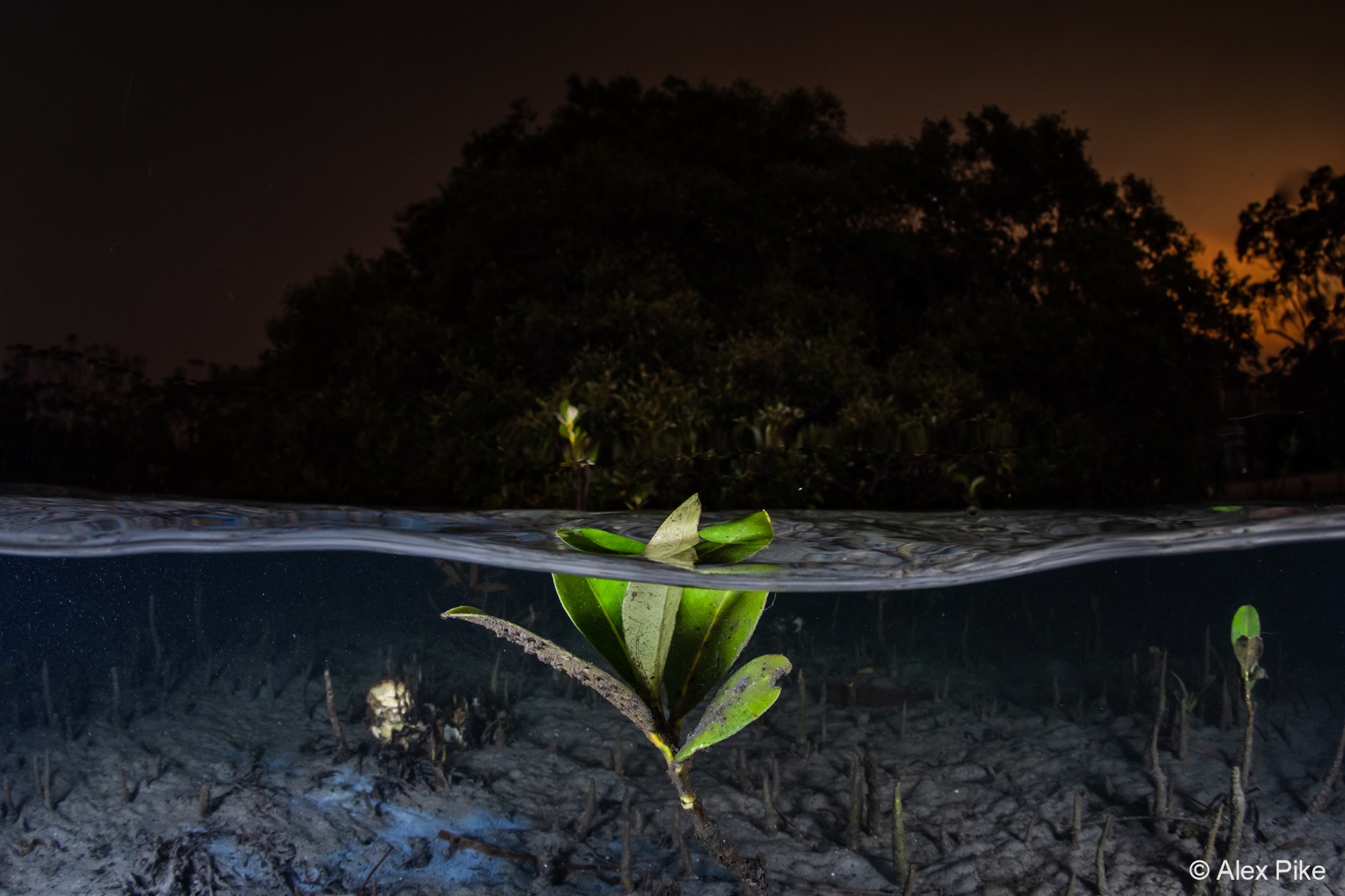 Firefly Photos Australia - UV Photography