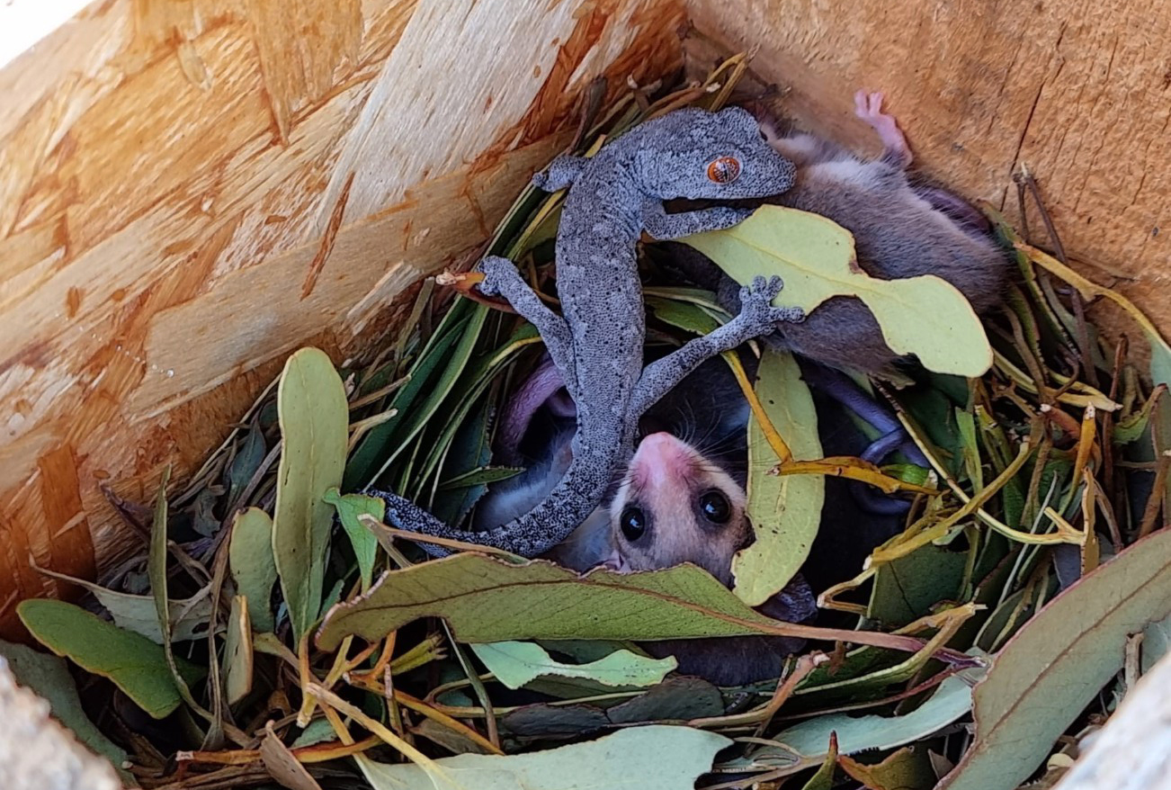 Bizarre bedfellows: Gecko found living with possum family - Australian Geographic Bizarre bedfellows: Gecko found living with possum family - Australian Geographic